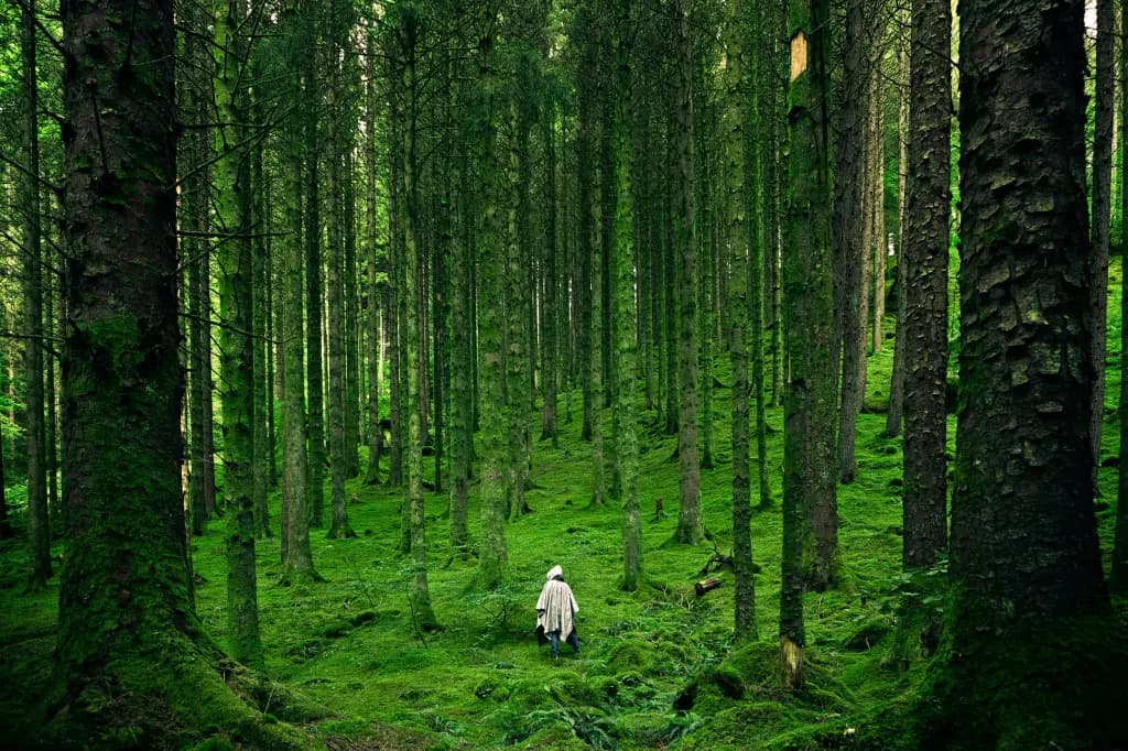 Promeneur sur un sentier en forêt